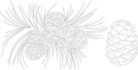 Khvoya Vetka Free Vector