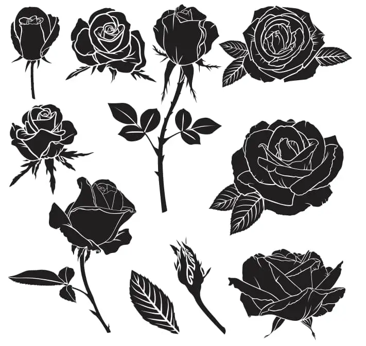 black rose tattoo drawing